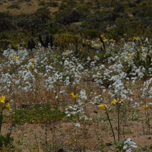 Zephyra elegans